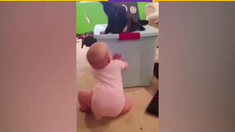 Cats and Babies Playing Together