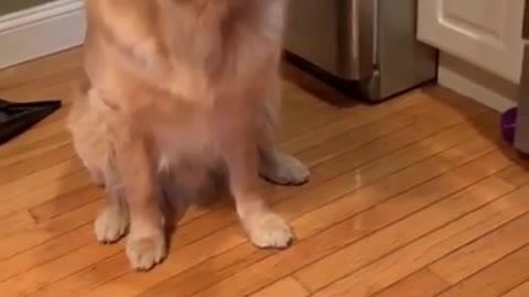 Golden Retriever funny videos 2021