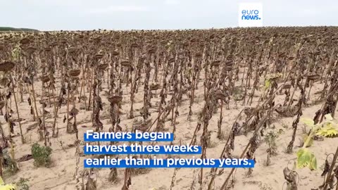 Drought devastates corn and sunflower fields in Romania