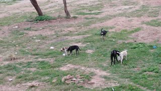 Friendship of dogs playing with each other and enjoying