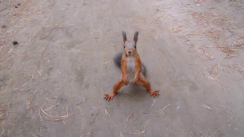 Funny squirrel