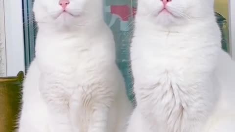 Cute strange cats