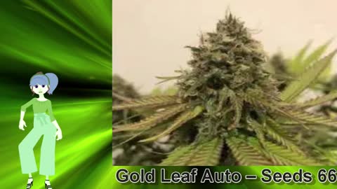 Gold Leaf Auto – Seeds 66