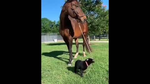 Look at this puppy taming this horse