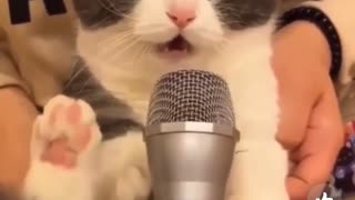 Cat funny sound