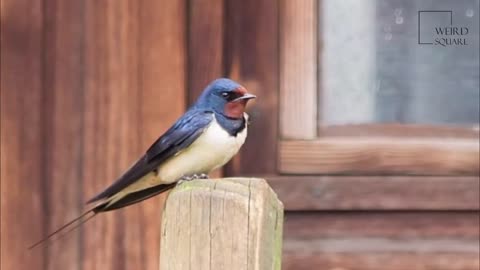 Faits intéressants sur l'hirondelle - Interesting facts about swallow