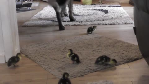 Ducklings explore house with new canine friend