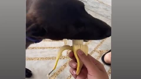 The dog eating banana for first time.