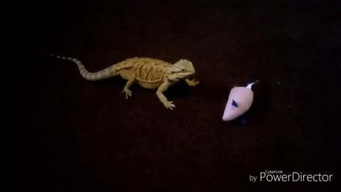 Bearded Dragon's Strange Cravings Cat Toys and Carpet