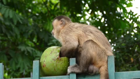 Monkey in Goiania