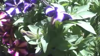 A tour of petunias flowers at flower shop, each one prettier than the other! [Nature & Animals]