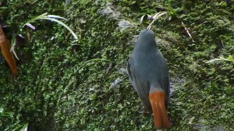 Plumbeous-Redstart bird video