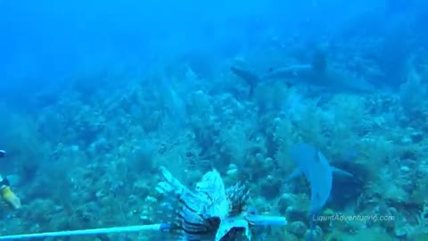 Feeding lionfish to sharks