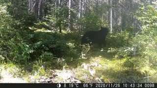 Awesome Trail Cam footage - Curious bear, Bull moose starting the rut, Bob Cat, Fisher, Fox