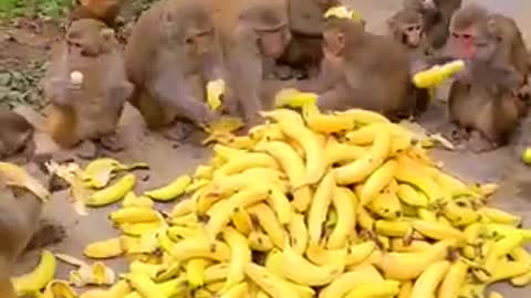 Monkeys and a mountain of bananas