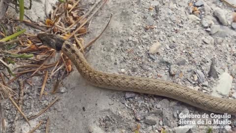 Culebra de Cogulla