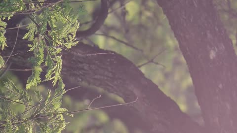 tree branches and leaves close up