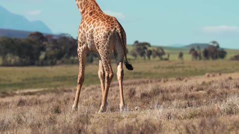Giraffe Funny Video #animals #funny #comedy