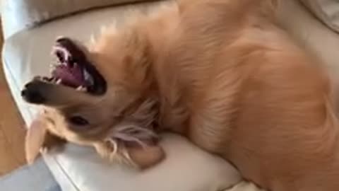 Golden Retriever simply can't contain energy level