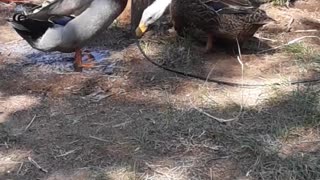 Ducks playing in the mud