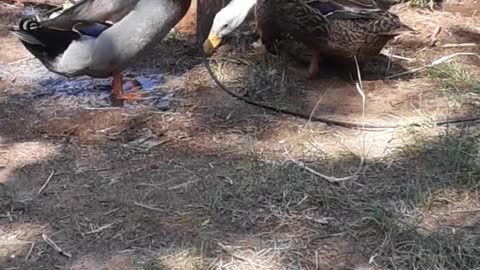 Ducks playing in the mud