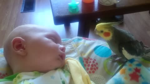Cockatiel gives kisses and sings to a sleeping baby.1