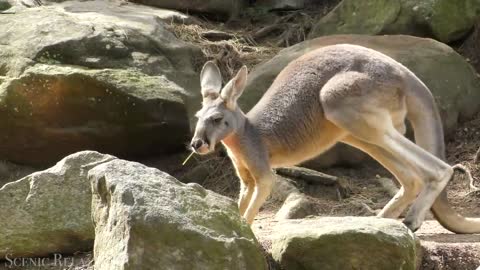 MESMERIZING SCENIC WILDLIFE FILM IN 4K