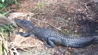Alligators Block Path Through Florida Everglades