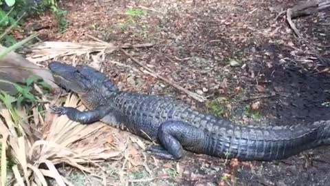 Alligators Block Path Through Florida Everglades