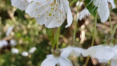 Single layered patels white Cherry Blossoms April, 2024