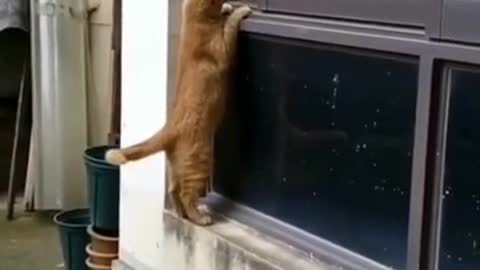 Cats have secret meeting with window