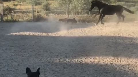 Horse plays fetch with dogs