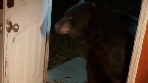 Bear Politely Closes Door