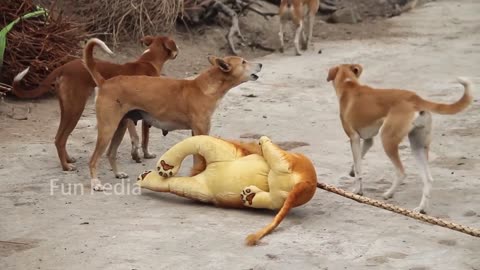 Fake Tiger🐅 Vs dogs and reacts dog🐕 feeling