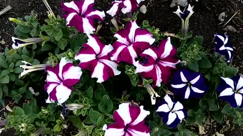 Funny striped petunias