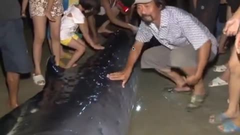 Save the Whale in Viet Nam