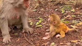Baby monkey newborn cute animals and mom 11