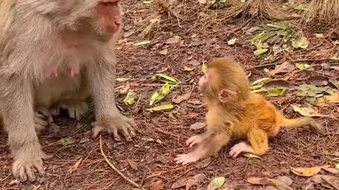 Baby monkey newborn cute animals and mom 11