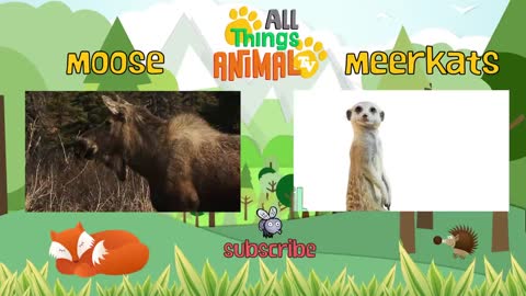 SPIDER Animals For Kids All Things Animal FOR EDUCATIONAL