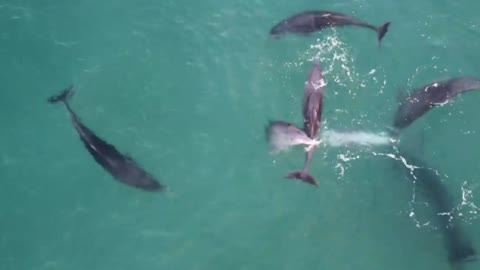 Floripa beach is a beautiful place, full of dolphins