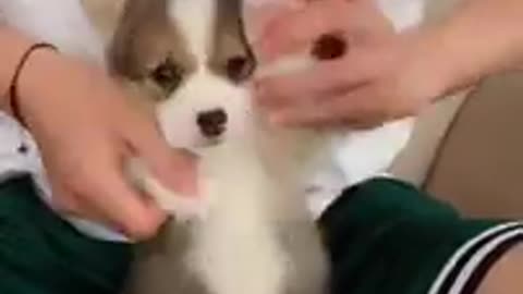 Cute dog in action