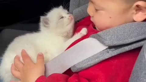 Cute baby and cute little kitten play with each other