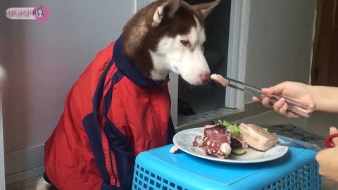 Husky dog can ​​eat octopus | ASMR | Mukbang