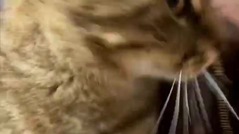 Two Cats Have a Disagreement Full of Slaps Over a Box