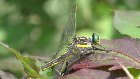 Large yellow Dragonfly on a leaf