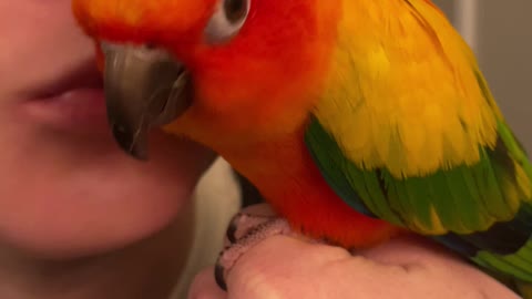 Parrot audibly gives kisses after getting them