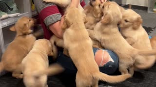 Golden Retriever Puppies Reunite With Nurse Who Delivered Them