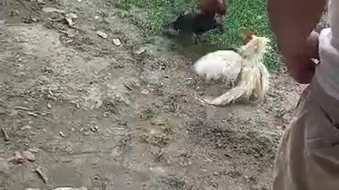 Cock fighting