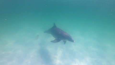 Dolphins Love the GoPro