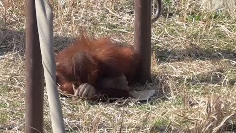 Orangutan - Chiba Zoo